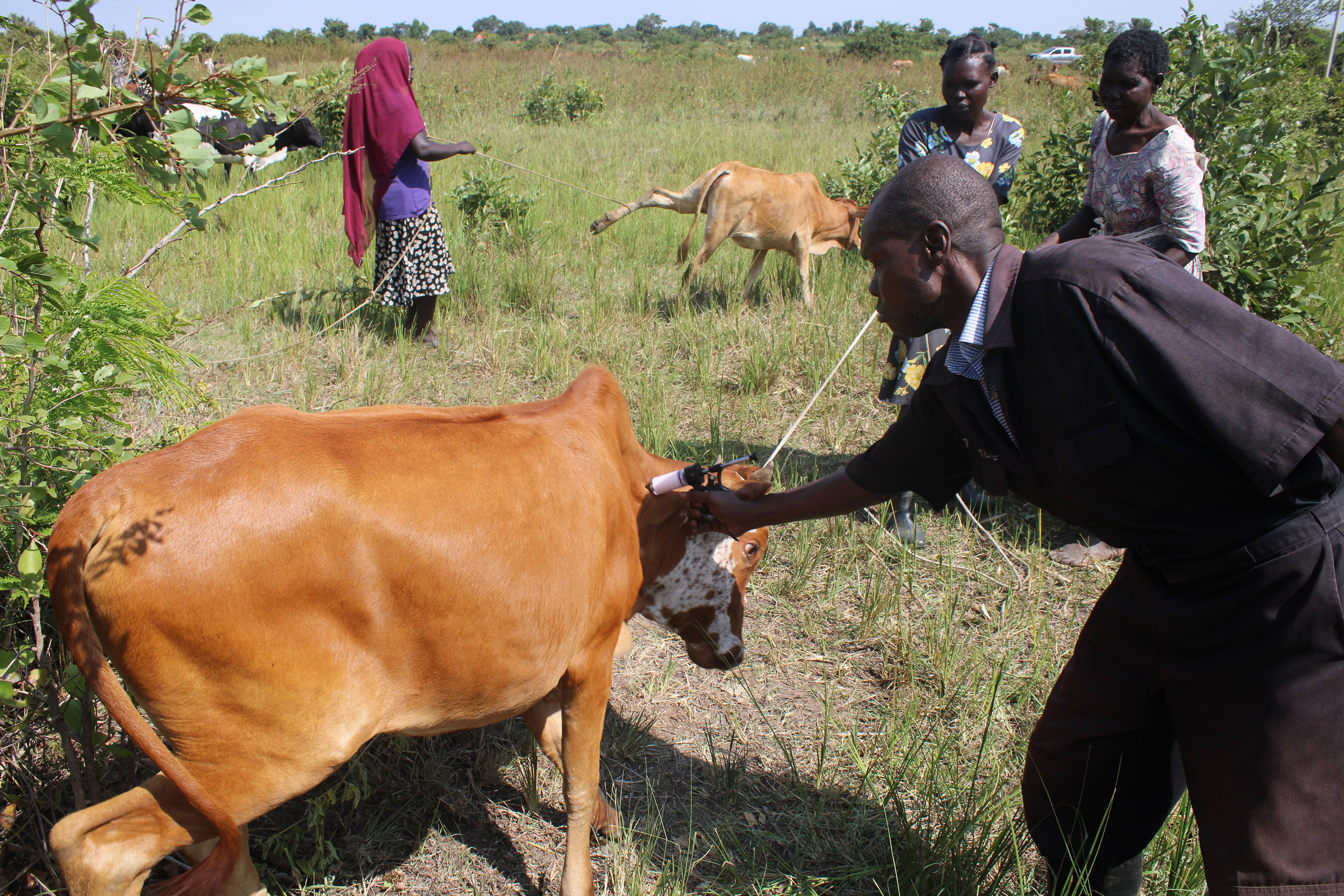 Doctor Omayo Charles vaccinating a cow in Akoromit Sub County recently. Photo by Emmanuel Opio Doctor Omayo Charles vaccinating a cow in Akoromit Sub County recently. Photo by Emmanuel Opio