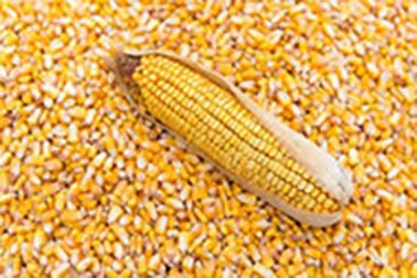 Maize seeds Maize seeds