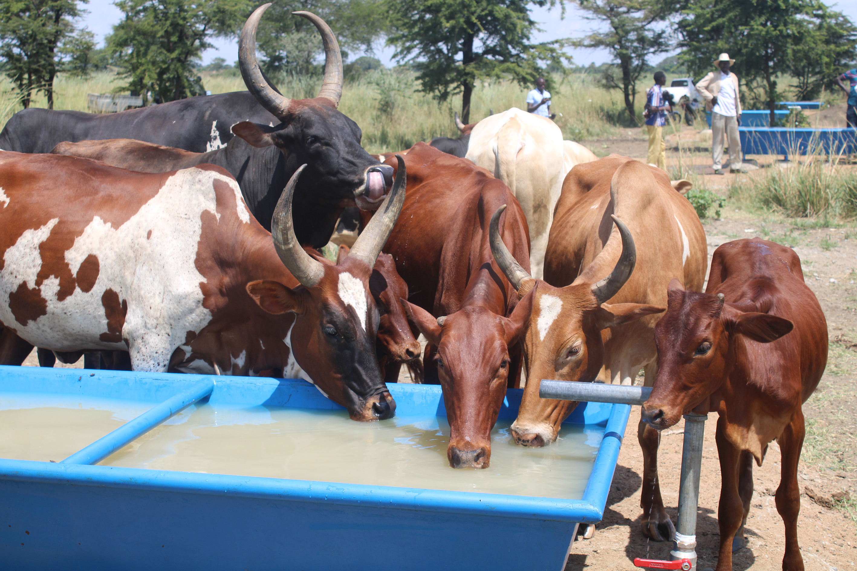 The cattle drinking water in the troughs at Odukul valley tank on Wednesday The cattle drinking water in the troughs at Odukul valley tank on Wednesday