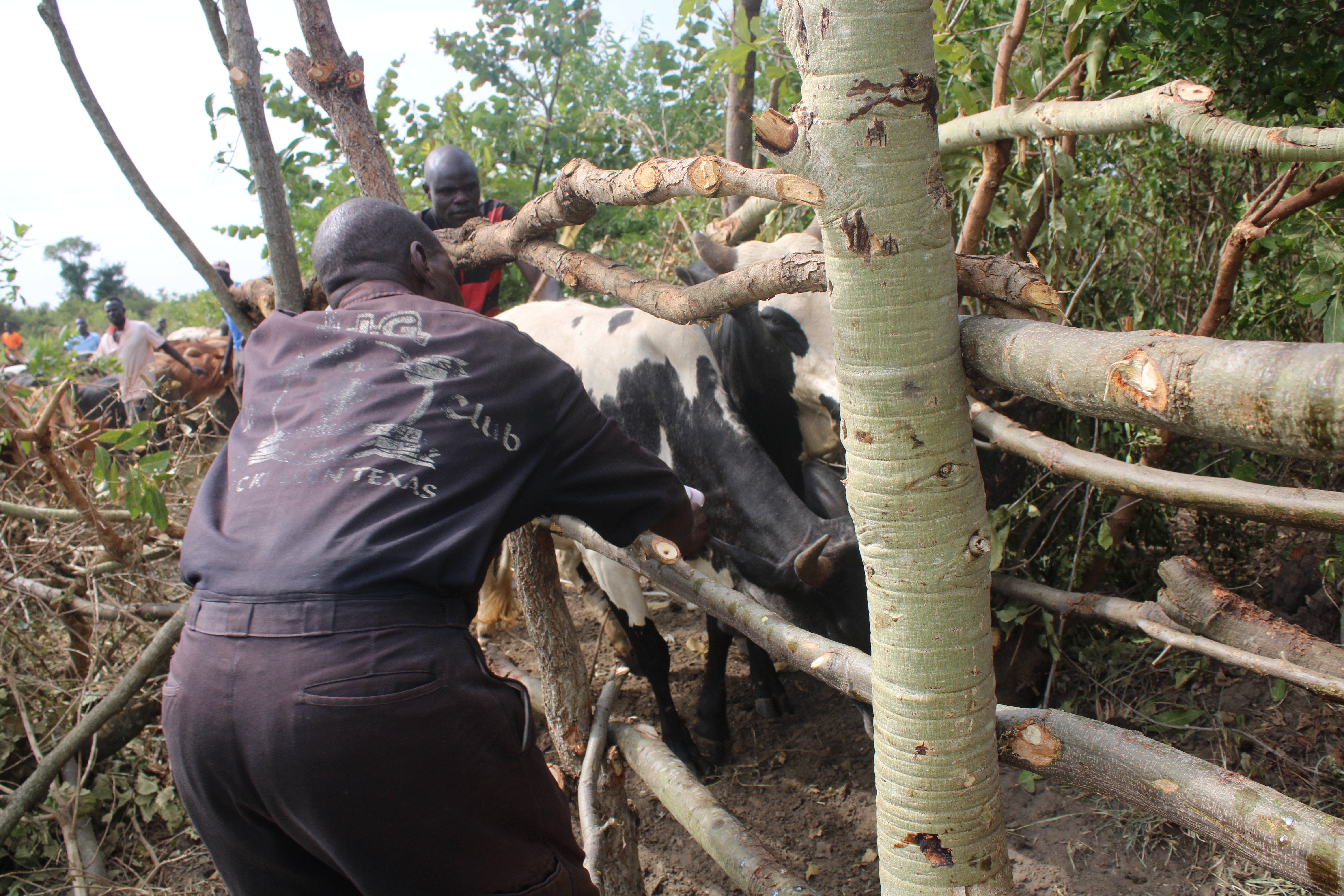 Charles Omayo, a veterinary doctor vaccinating cattle recently Charles Omayo, a veterinary doctor vaccinating cattle recently