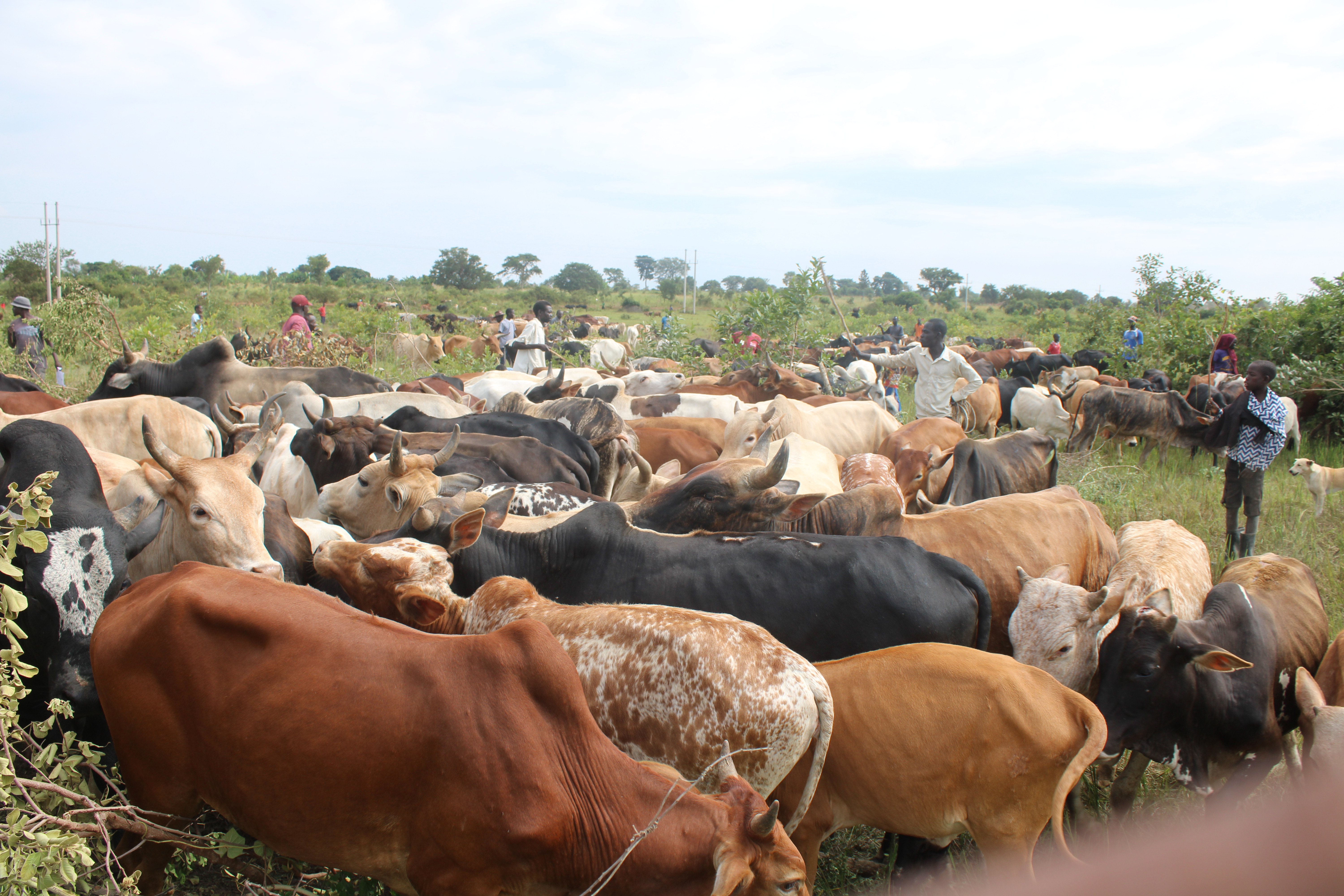 Some of the cattle in Kapelebyong to be vaccinated Some of the cattle in Kapelebyong to be vaccinated